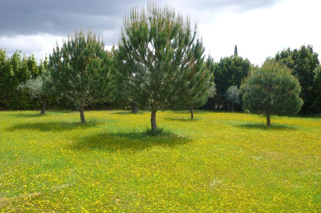 Casa Da Avo Genoveva Konuk evi Tomar Dış mekan fotoğraf